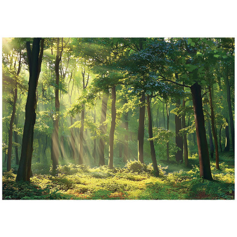 Photo Wallpaper Forest Sun on Fleece Kitchen Bedroom Living Room Wallpaper 250X175